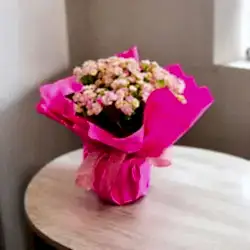 Kalanchoe çiçeği (Çiçek rengi değişiklik gösterebilir)