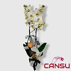 Çiftli(2 dal) Beyaz Orkide