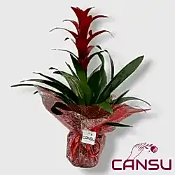 Guzmania